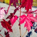 Javor freemanov (Acer Freemanii) JEFFERSRED ´AUTUMN BLAZE´® - výška 80-100 cm, kont. C3L  